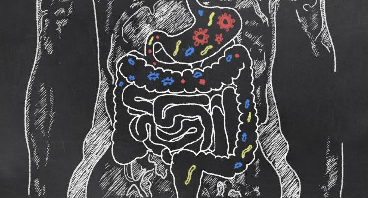 Leaky Gut: The Root Of All Illness And Disease? An Unbiased Review-Better Body Co.